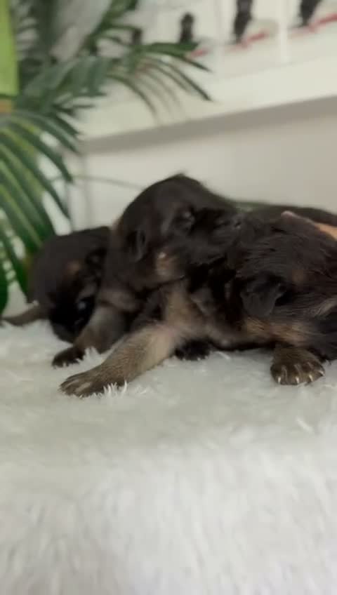 Pastor Alemán perros en venta: PASTOR ALEMAN - Video 2