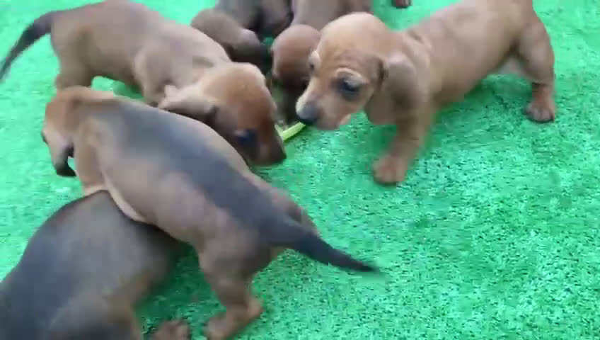 Teckel perros en venta: Camada disponible de Tekel  - Video 2