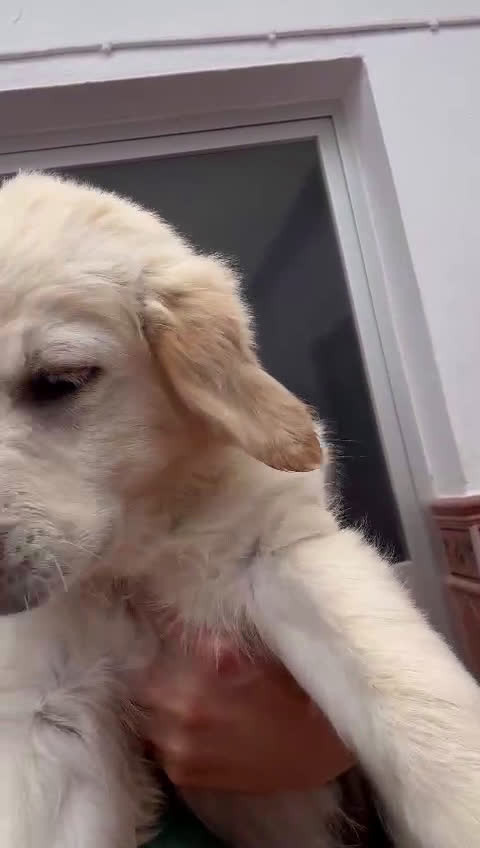 Golden Retriever perros en venta: Fabulosos Goldens en Jaén - Video 1