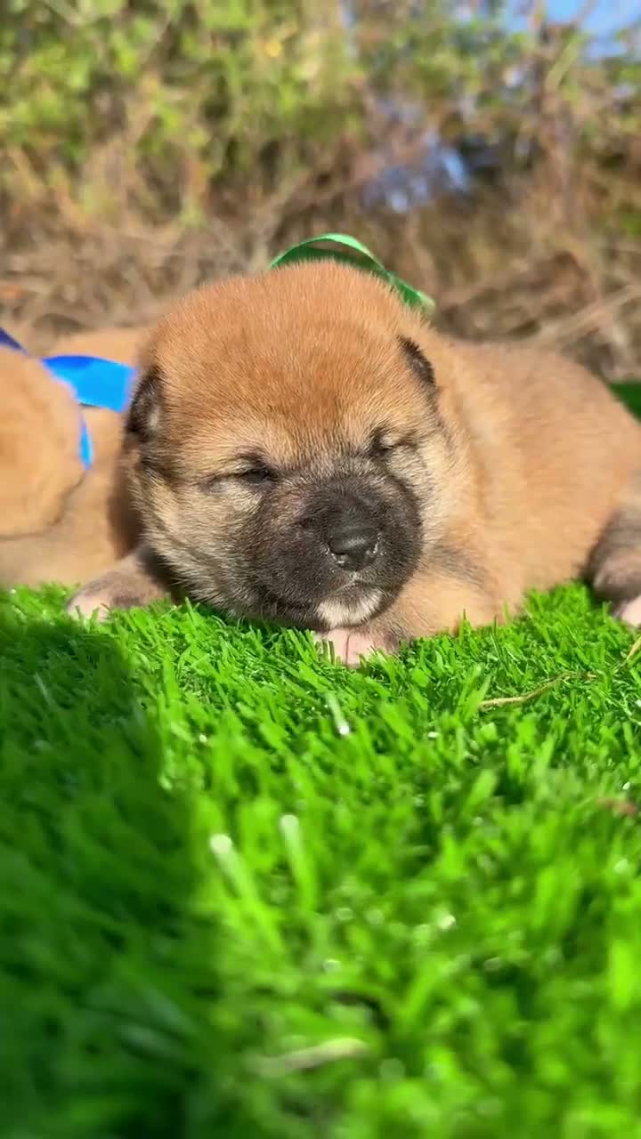 Shiba Inu perros en venta: Shiba Inu - Video 1