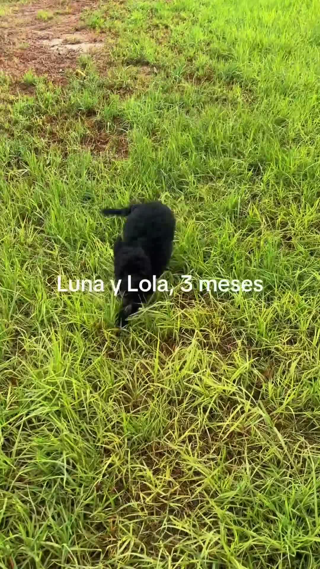 Caniche Enano perros en venta: Caniches enanas negras - Video 2