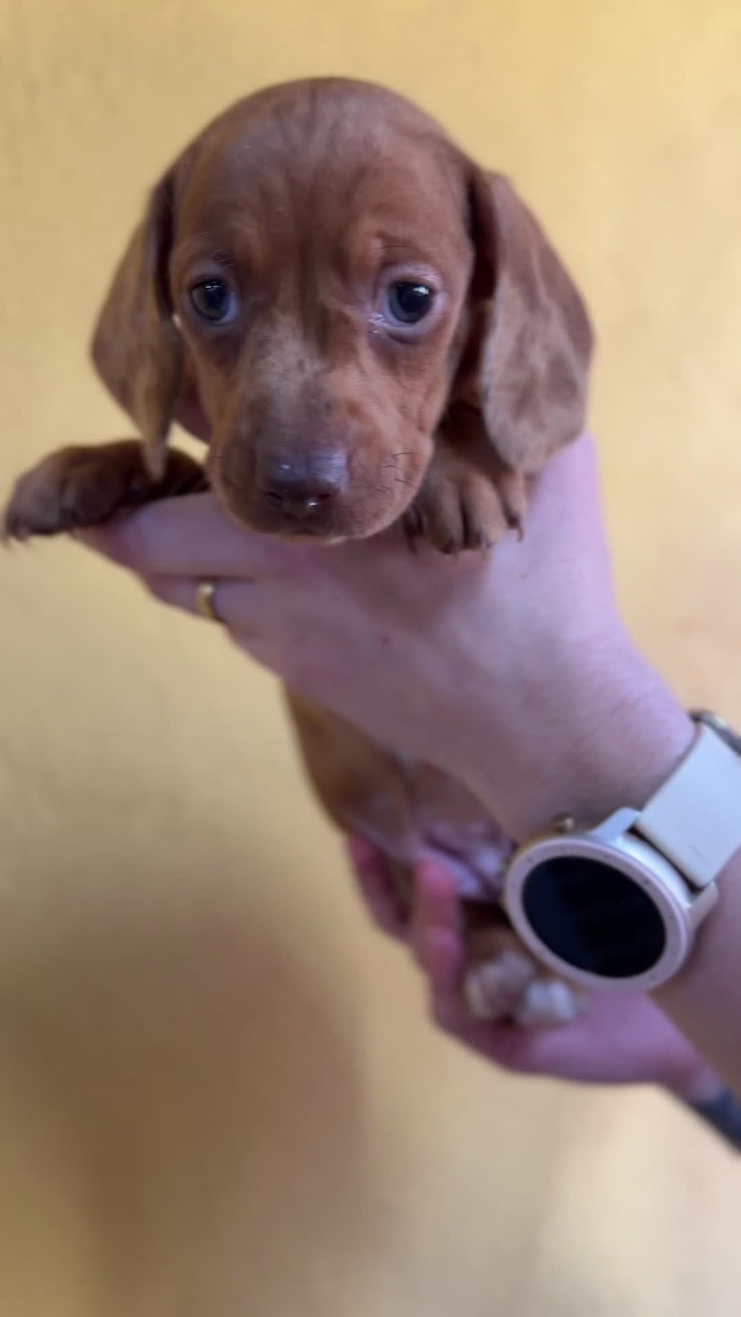 Teckel Miniatura perros en venta: Teckel  mini Arlequin roja  - Video 1