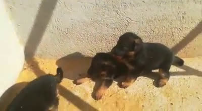 Pastor Alemán perros en venta: CRIADOR DE PASTOR ALEMÁN NACIONAL en Madrid - Video 1