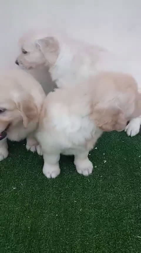 Golden Retriever perros en venta: Espectaculares ejemplares de GOLDEN RETRIEVER  - Video 1