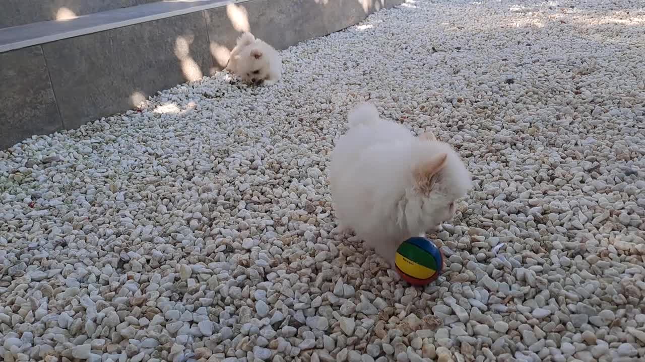 Pomerania perros en venta: Lulu de Pomerania  - Video 1