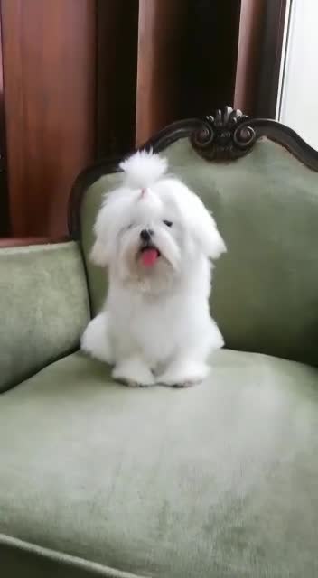 Bichón Maltés perros en venta: Excelente camada Bichon Maltes - Video 1