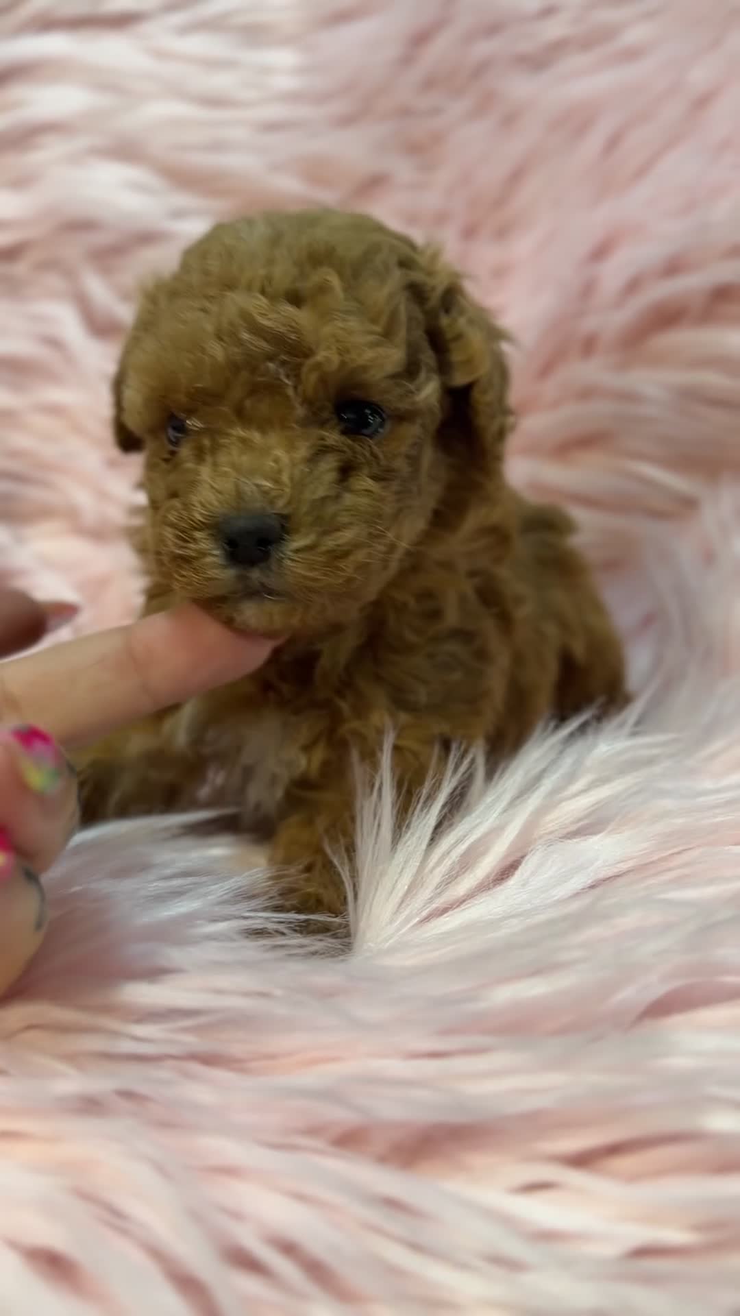 Maltipoo perros en venta: Maltipoo Minitoy  - Video 2