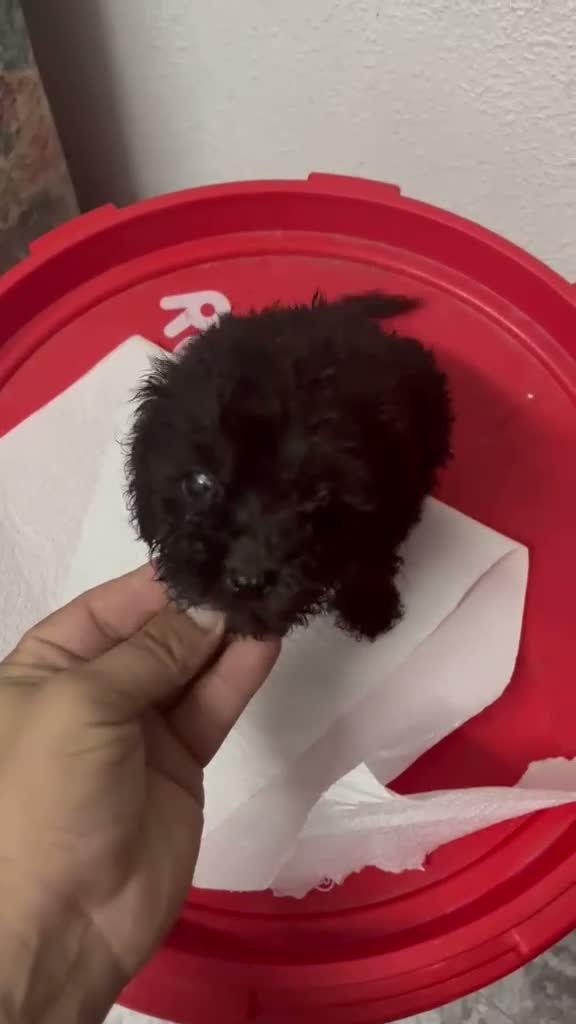 Caniche Toy perros en venta: CANICHE MINI TOYS NEGRO MACHO - Video 1