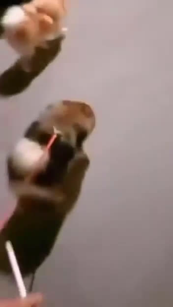 Pomerania perros en venta: Hembras de Pomeranias  - Video 1