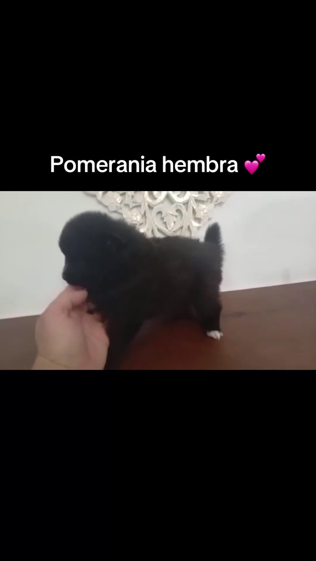 Pomerania perros en venta: Pomerania hembra  - Video 1