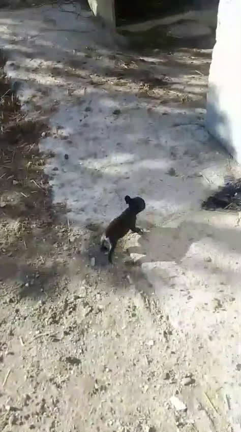 Bulldog Francés perros en venta: Bulldog frances - Video 1