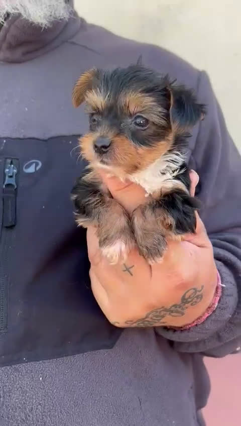 Yorkshire Terrier perros en venta: Yorkshire  - Video 2