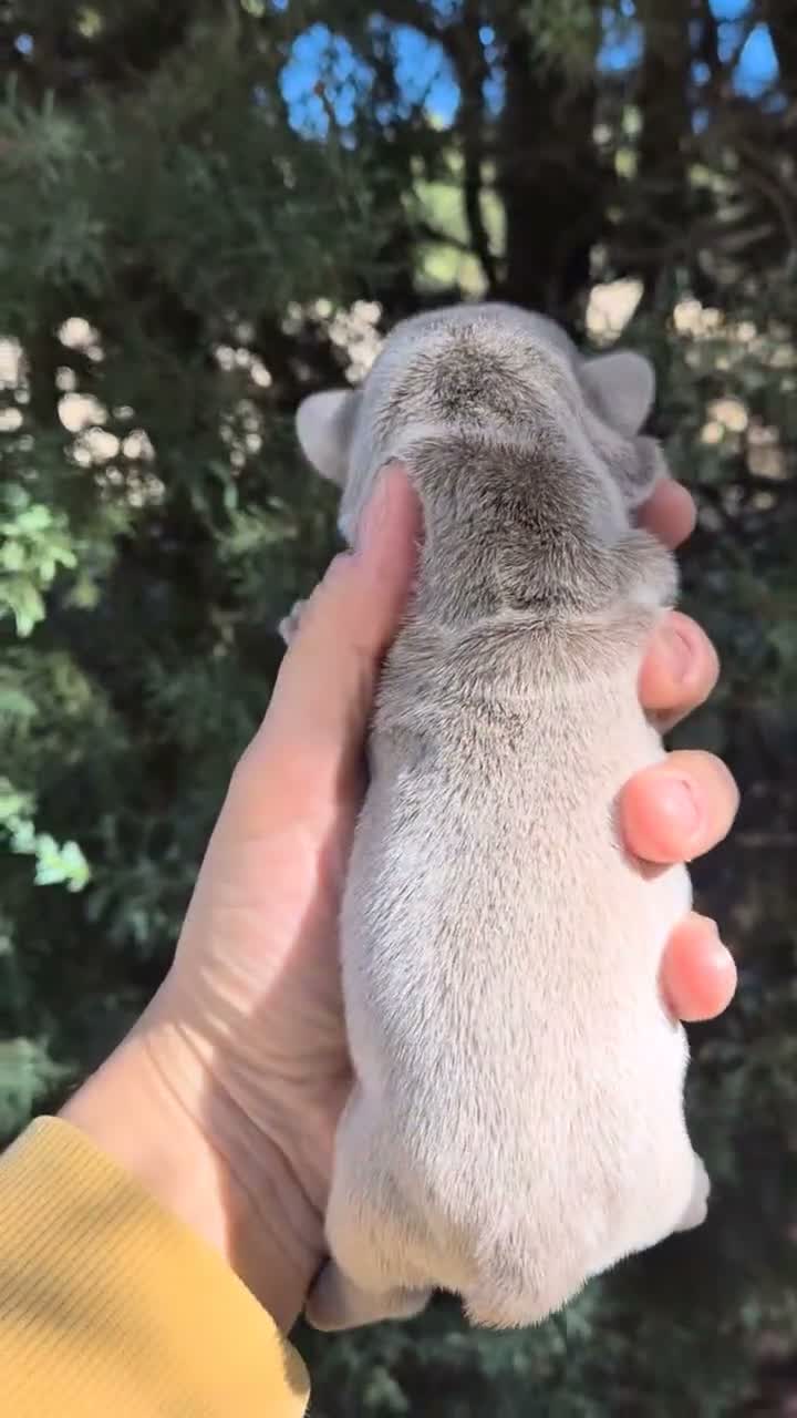 Bulldog Francés perros en venta: Machitos bulldog francés  - Video 3