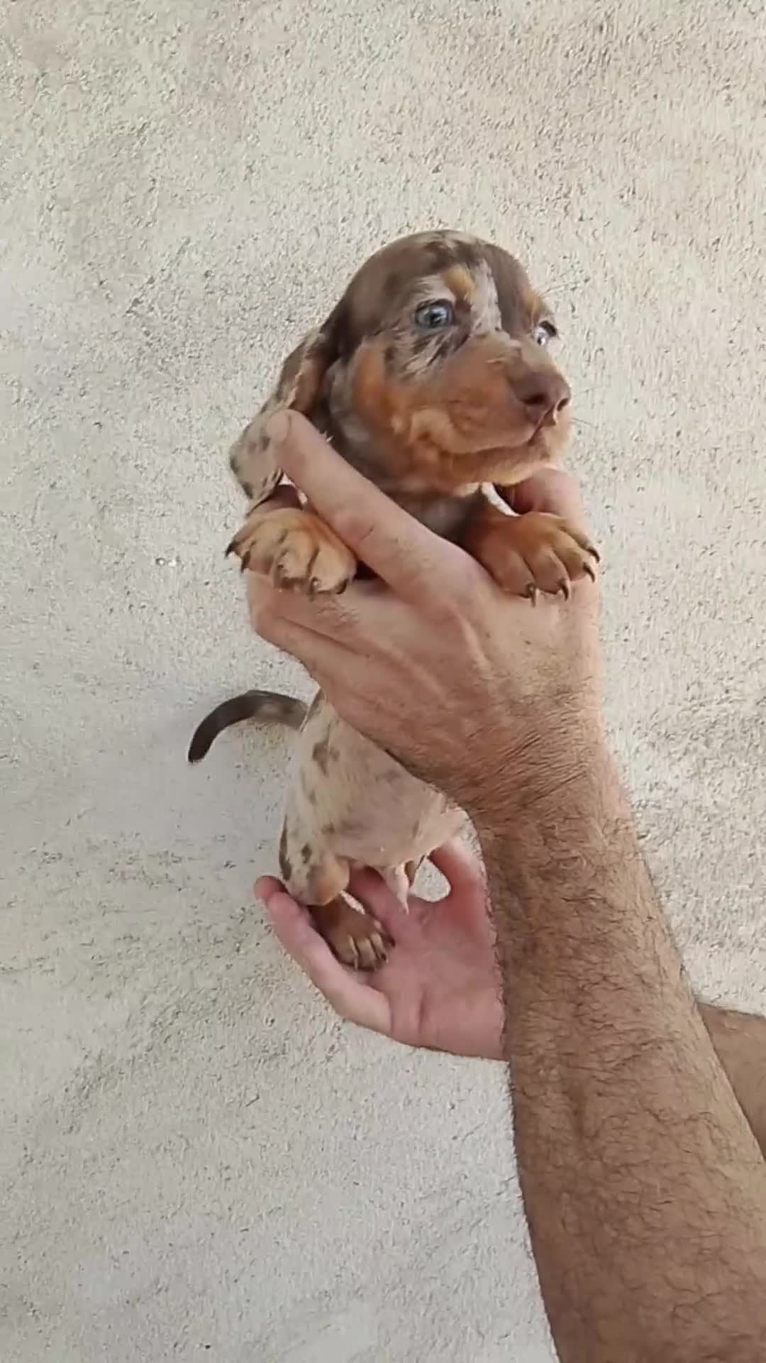 Teckel perros en venta: Teckels WhatsApp 616121781 - Video 2