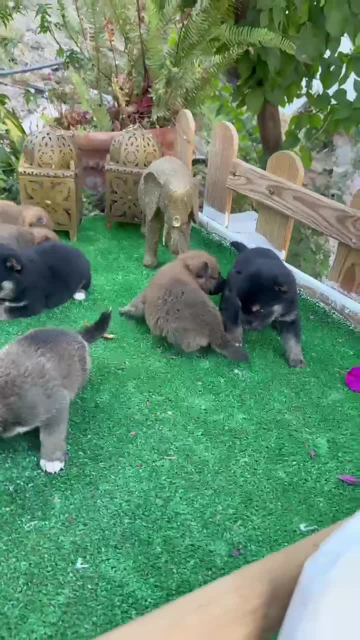 Shiba Inu perros en venta: Shiba inu negros y rojos preciosos  - Video 3