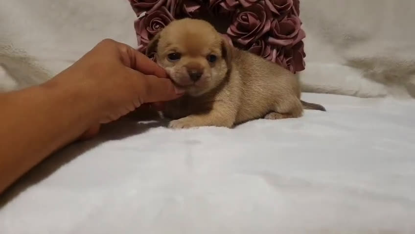 Chihuahua perros en venta: Chiguagua - Video 5