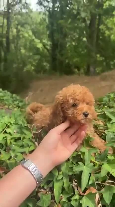 Caniche Toy perros en venta: 🐾 Caniche Hembra Toy rojo disponible 🐾 en Ourense - Video 1