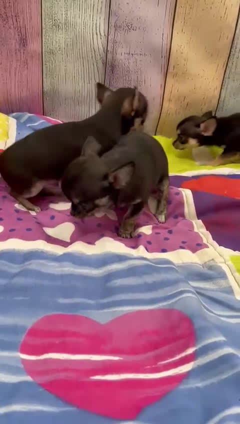 Chihuahua perros en venta: Chihuahuas Toy simpatiquísimos  - Video 2