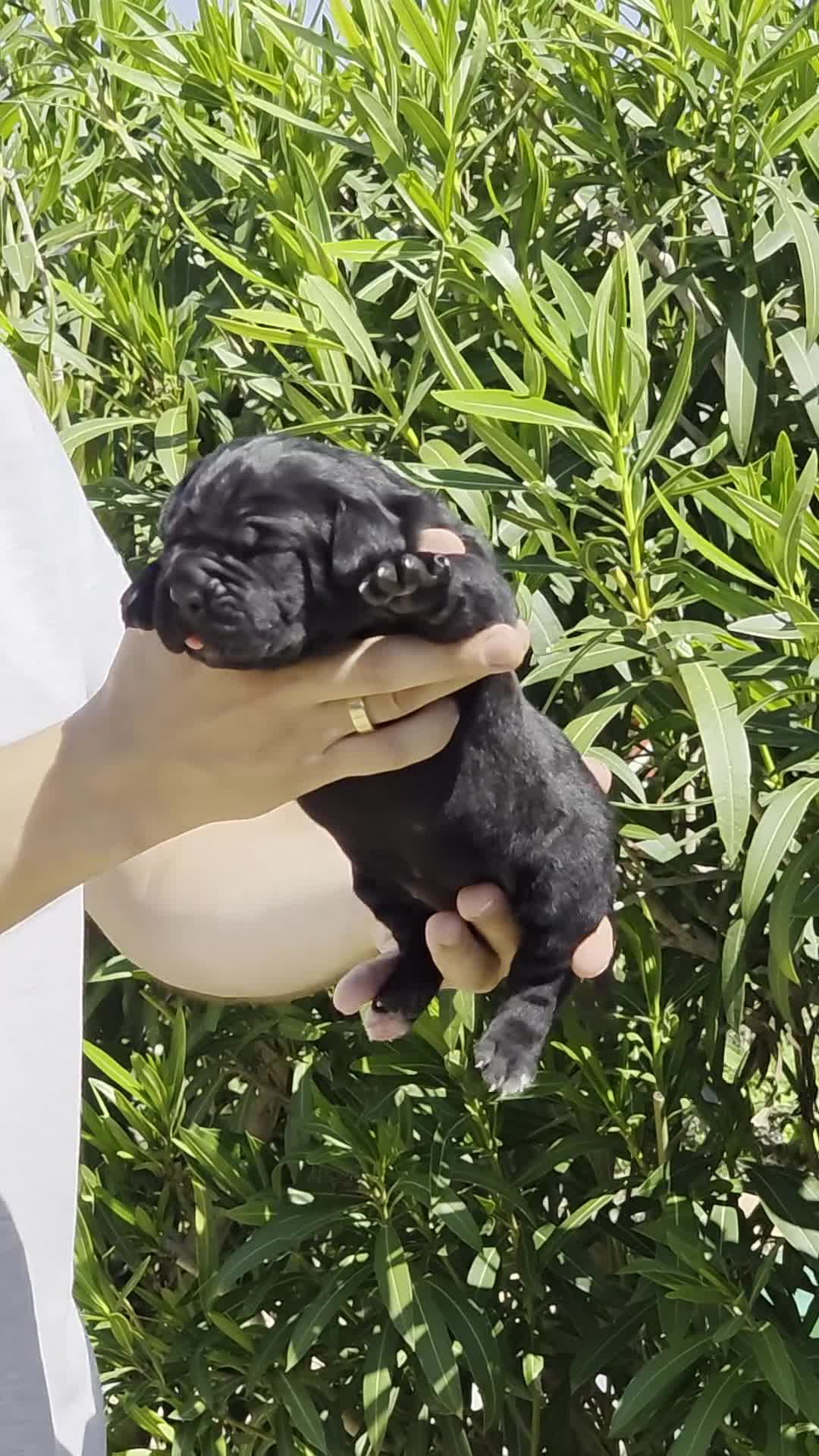 Cane Corso perros en venta: Cachorros de Cane Corso - Video 1