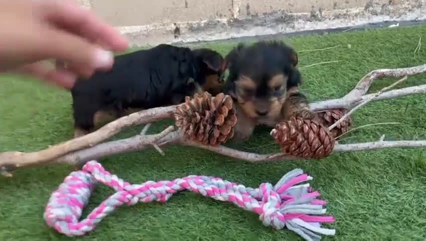 Yorkshire Terrier perros en venta: Ultimo machito - Video 1