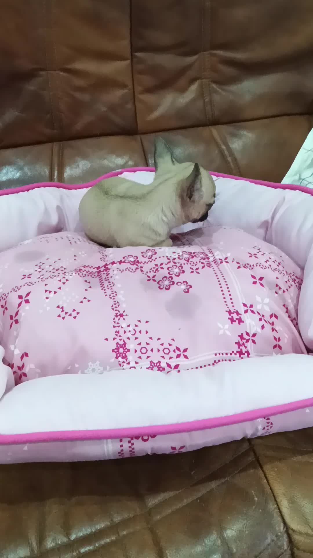 Chihuahua perros en venta: CHIHUAHUA TOY  - Video 2