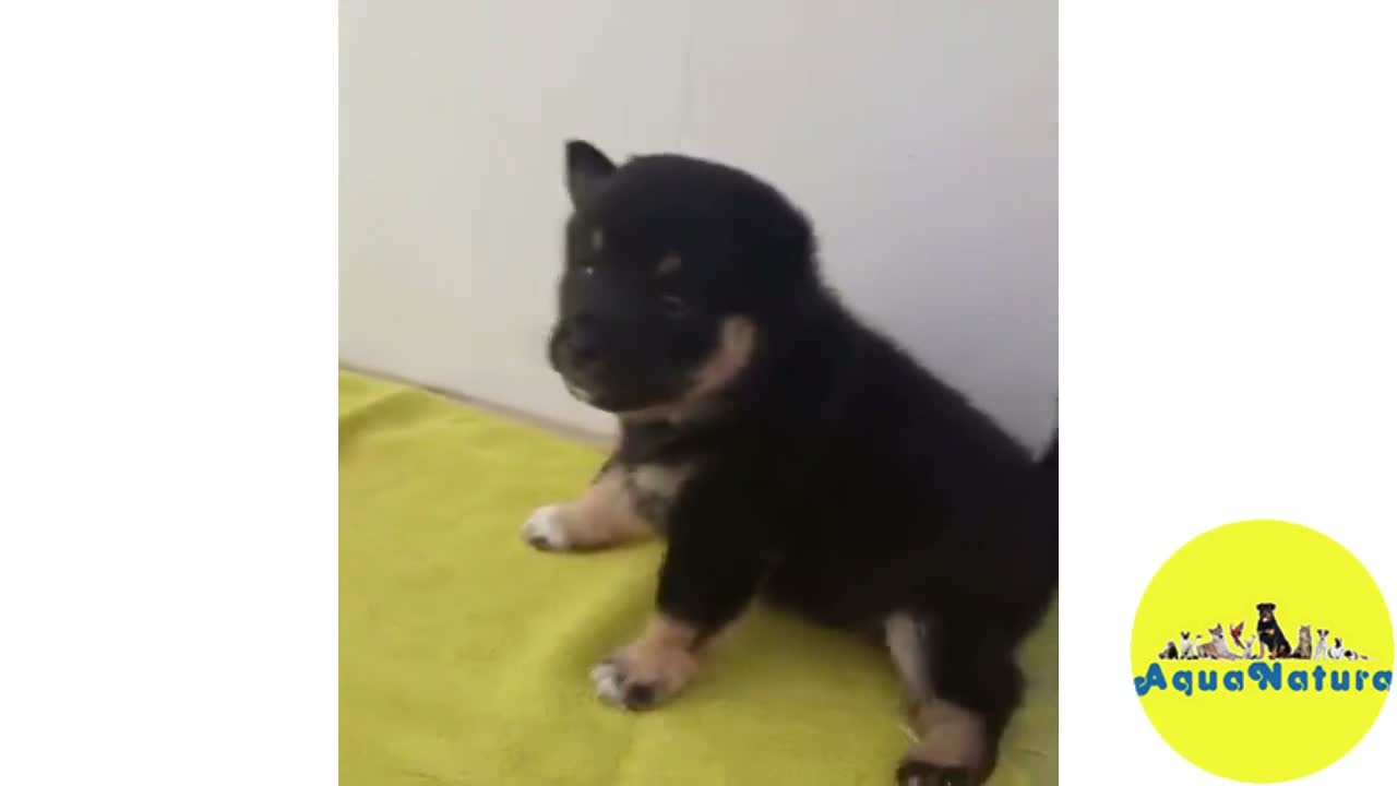 Shiba Inu perros en venta: Shiba Inu Macho 2 de Magy y Simbad AQUANATURA - Video 1