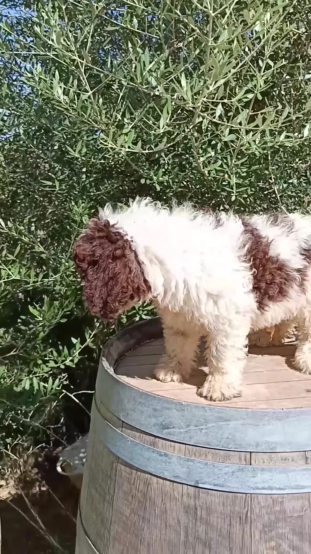 Perro de Agua Español perros en venta: Perro de agua  - Video 2