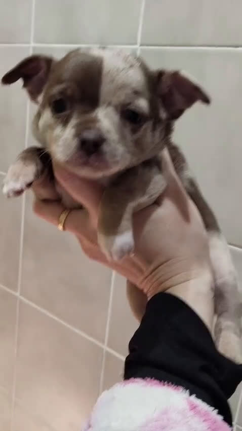 Chihuahua perros en venta: Chihuahua toy  - Video 2