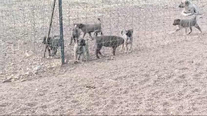 Raza Mixta perros en venta: BANDOG de los HIERROS  - Video 4