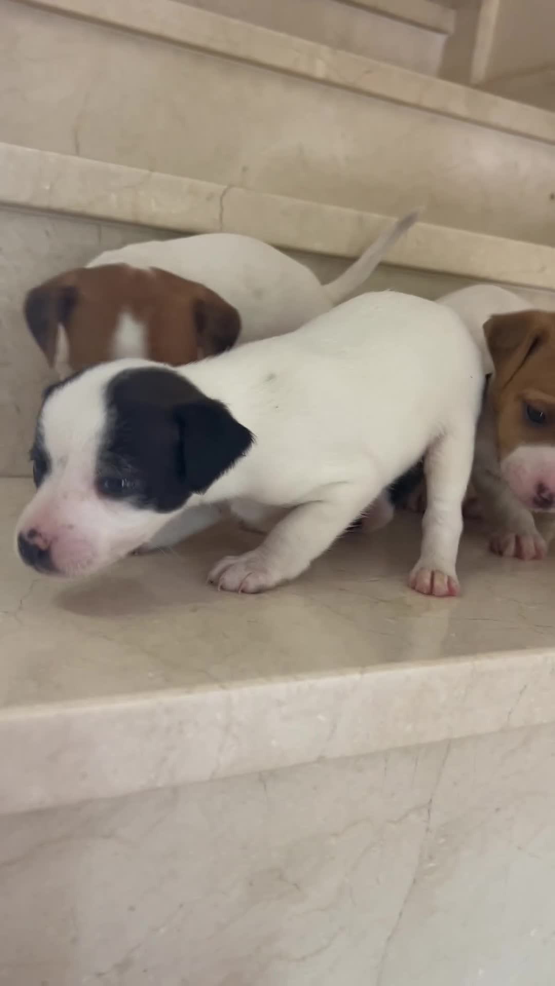 Ratonero Bodeguero Andaluz perros en venta: Bodegueros jerezanos calidad Maxima - Video 1