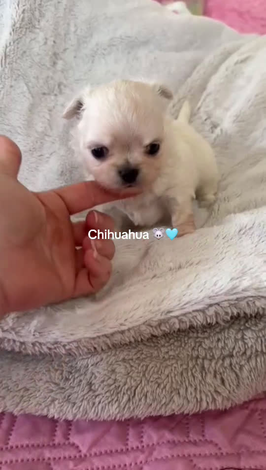 Chihuahua perros en venta: Chihuahua macho - Video 1