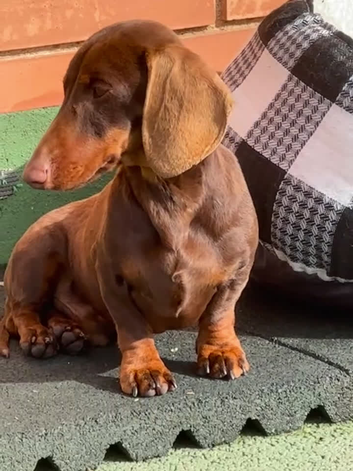 Teckel Miniatura perros en venta: TECKEL KANINCHEN TECKEL DEL PALMERAL CONÓCENOS - Video 1