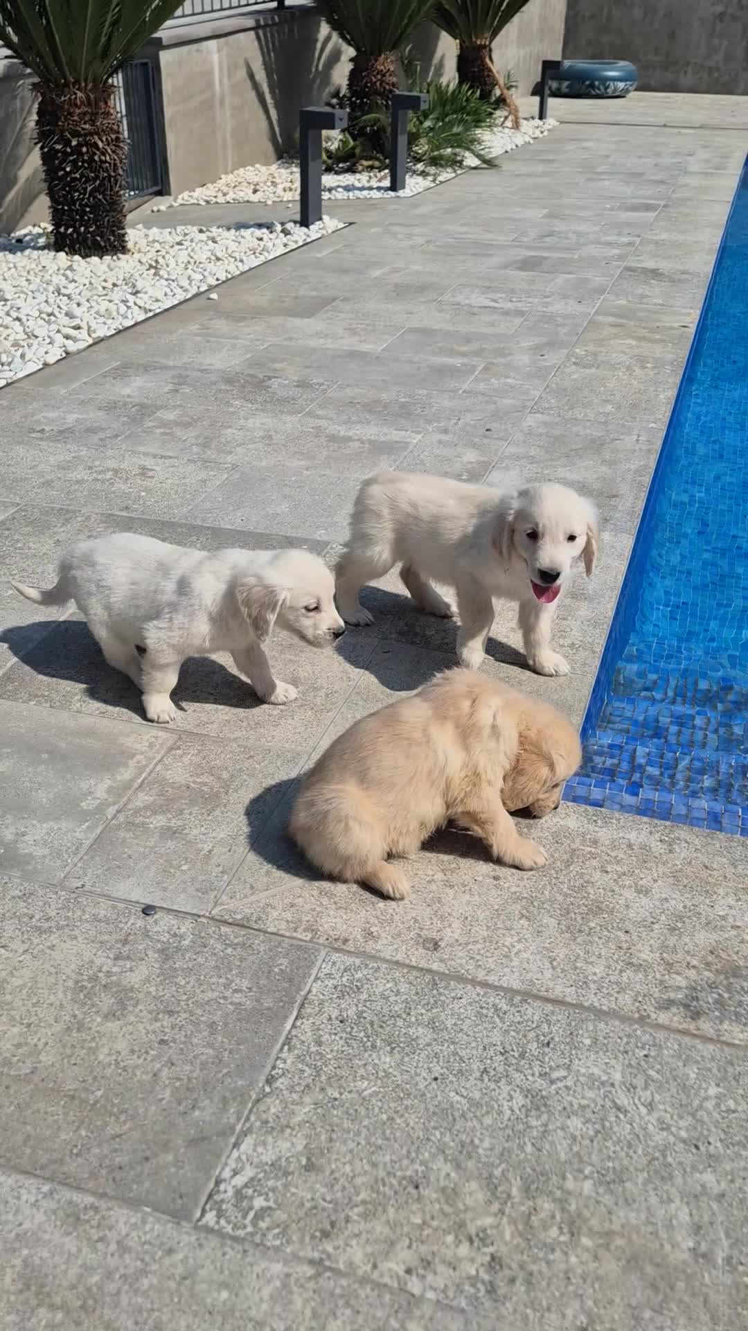 Golden Retriever perros en venta: Golden Retriever impresionantes en Girona - Video 2