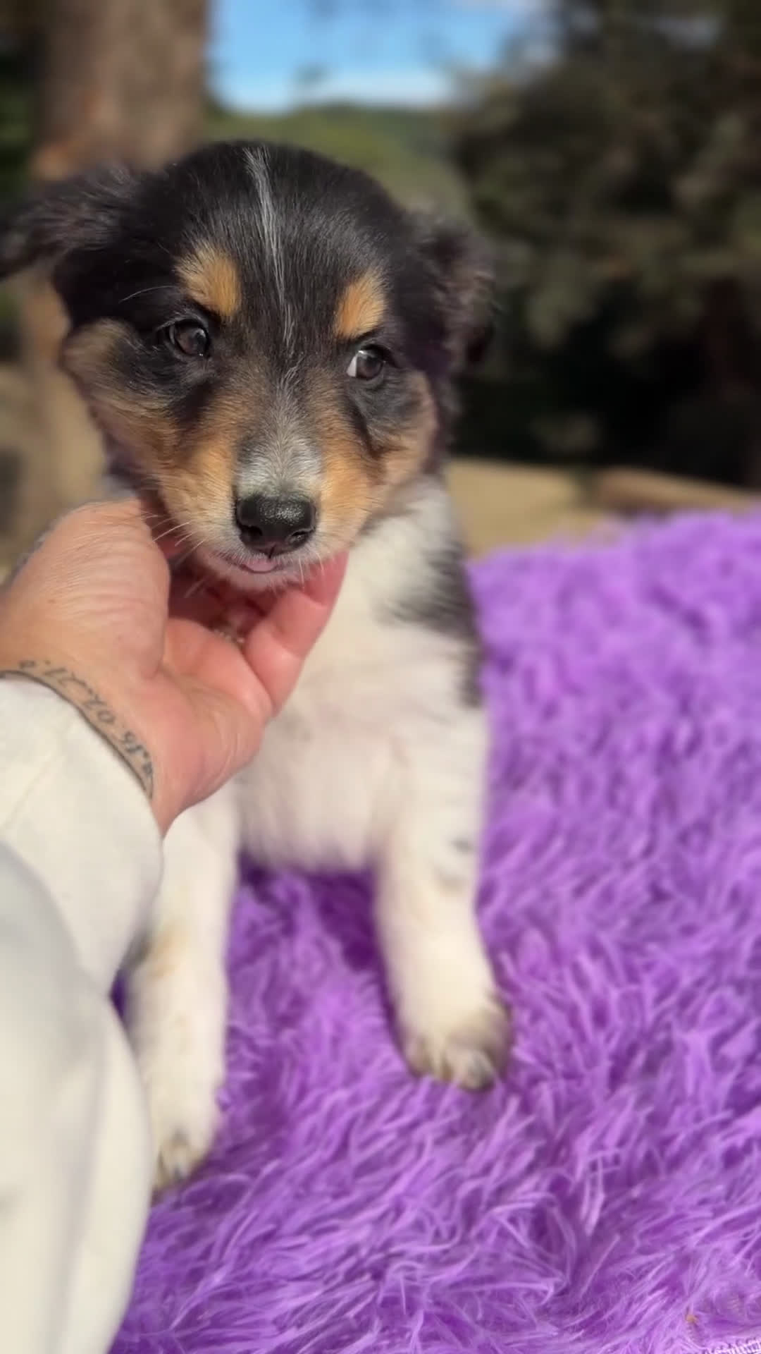Border Collie perros en venta: Border collie tricolor  - Video 1