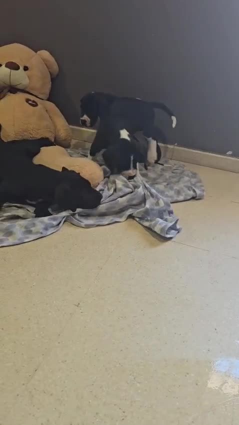 Dogo Alemán perros en venta: Dogo Aleman  - Video 1