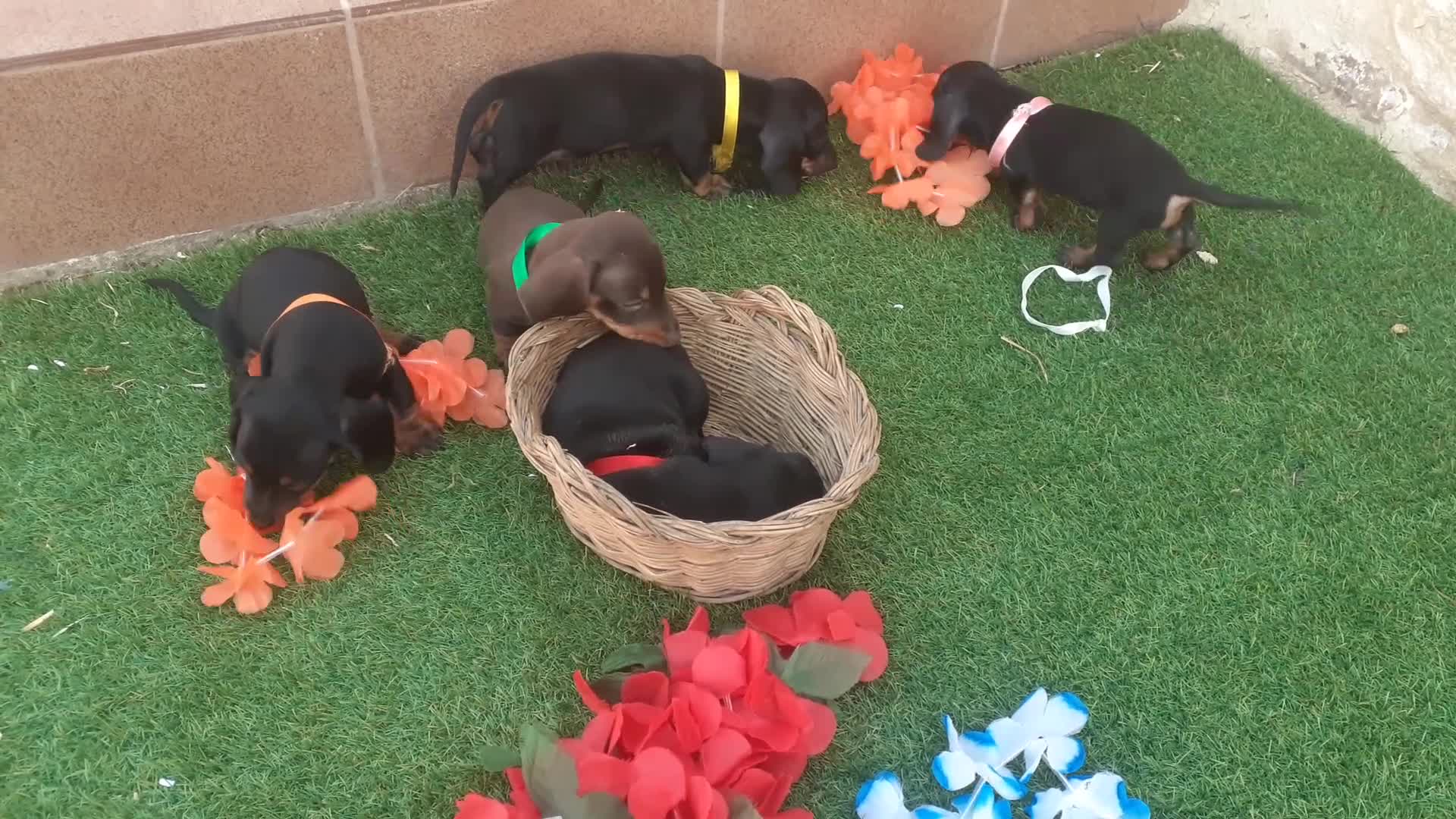 Teckel Miniatura perros en venta: Magníficos TECKEL MINIATURAS  en Cáceres - Video 1