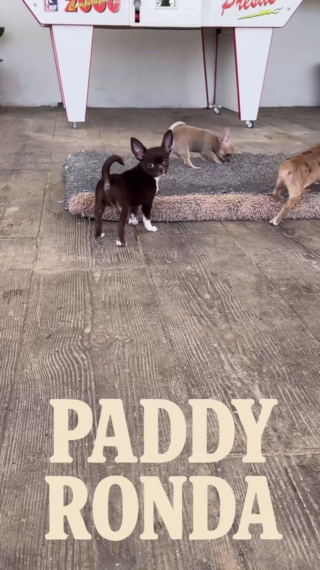 Chihuahua perros en venta: 🎨 Chihuahua power: Merle & Chocolate 🍫🌪️ - Video 1