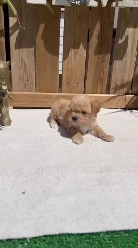 Maltipoo perros en venta: Maltipoo Toy Macho Disponible Rojo  - Video 1
