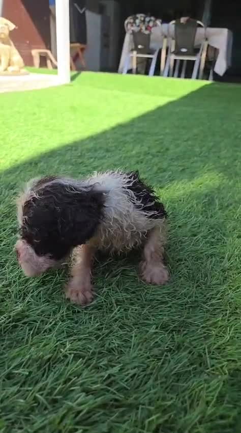 Perro de Agua Español perros en venta: Espectacular perro de agua - Video 2