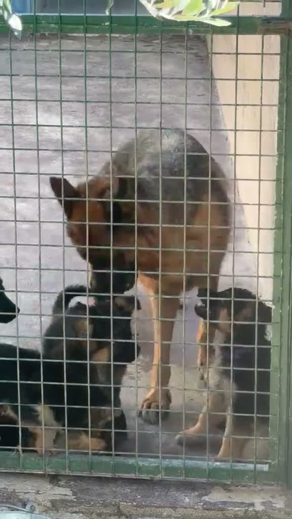 Pastor Alemán perros en venta: Cachorros pastor alemán  - Video 1