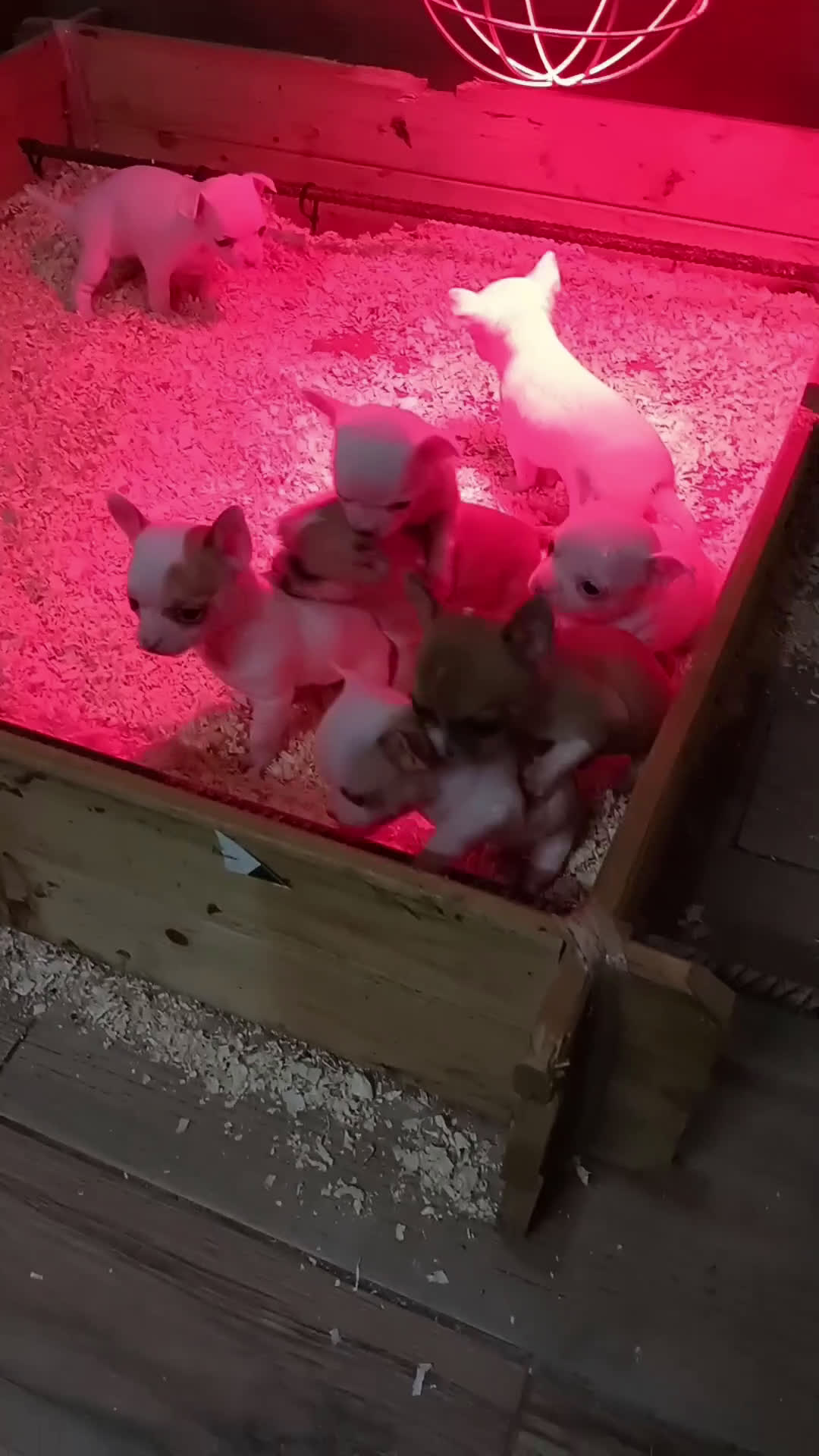 Chihuahua perros en venta: Chihuahua toy cabeza de manzana  - Video 2