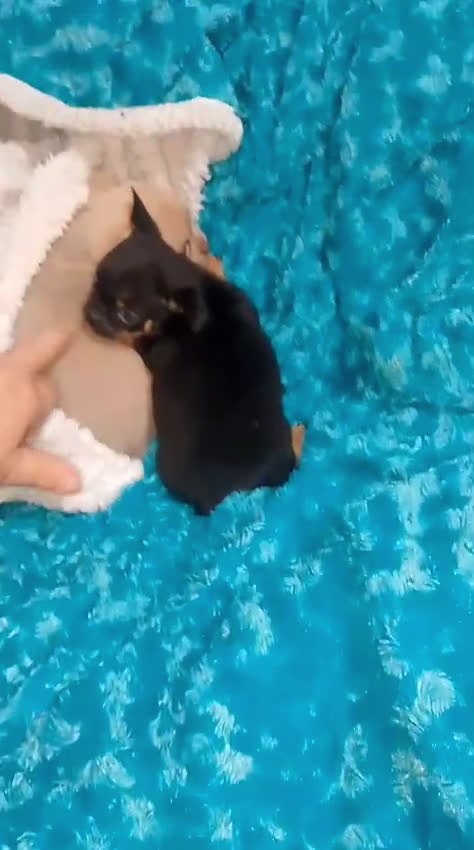 Chihuahua perros en venta: lilac con ojos grises y negros tricolor  - Video 5