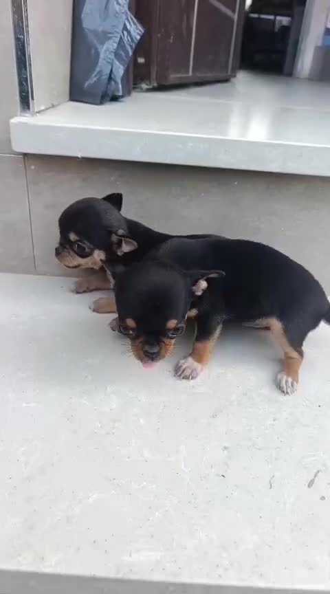 Chihuahua perros en venta: Chihuhuas toy  - Video 1