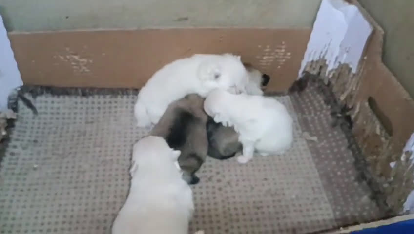 Pomerania perros en venta: MONERIAS DE HEMBRITAS POMERANIAS - Video 1