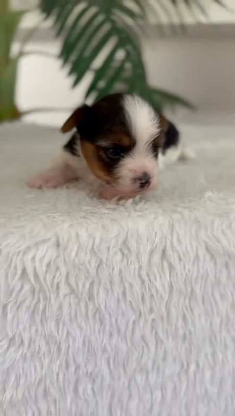 Yorkshire Terrier perros en venta: YORKSHIRE BIEWER - Video 1