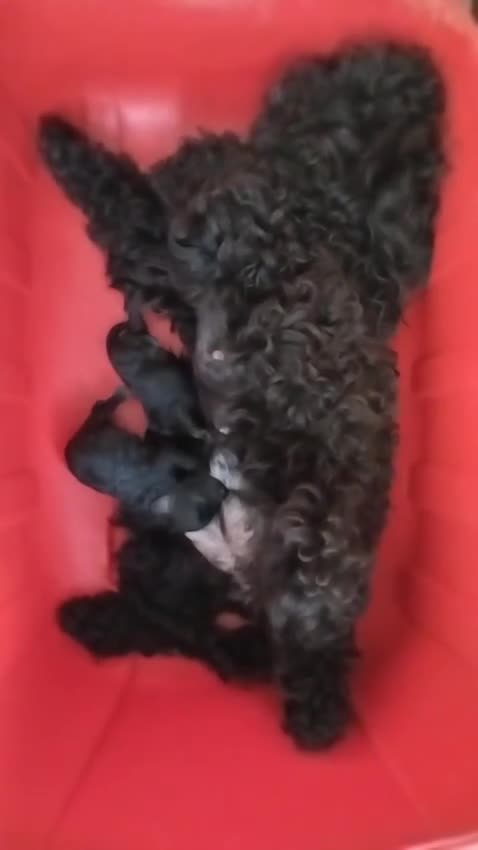 Caniche Toy perros en venta: Caniches toy negras - Video 4