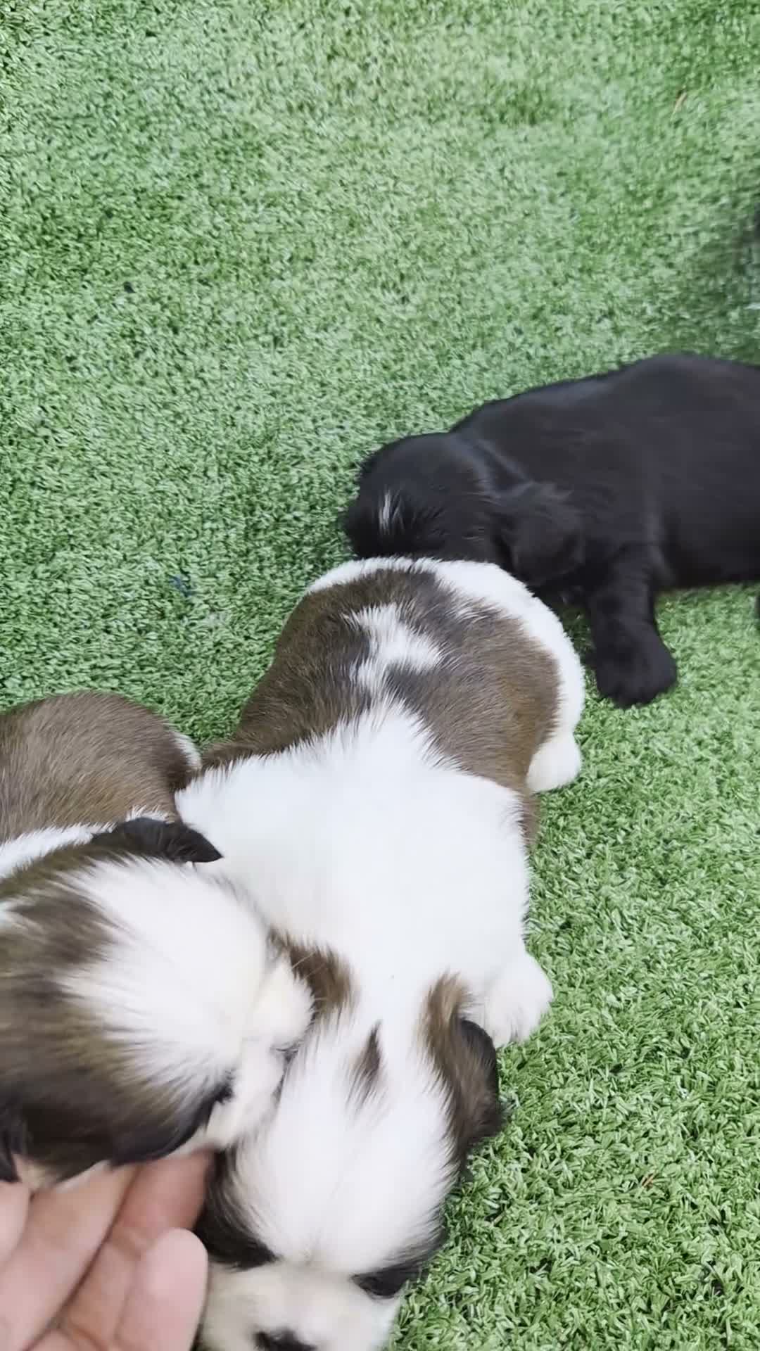 Shih Tzu perros en venta: Exclusivos shih tzus  - Video 1