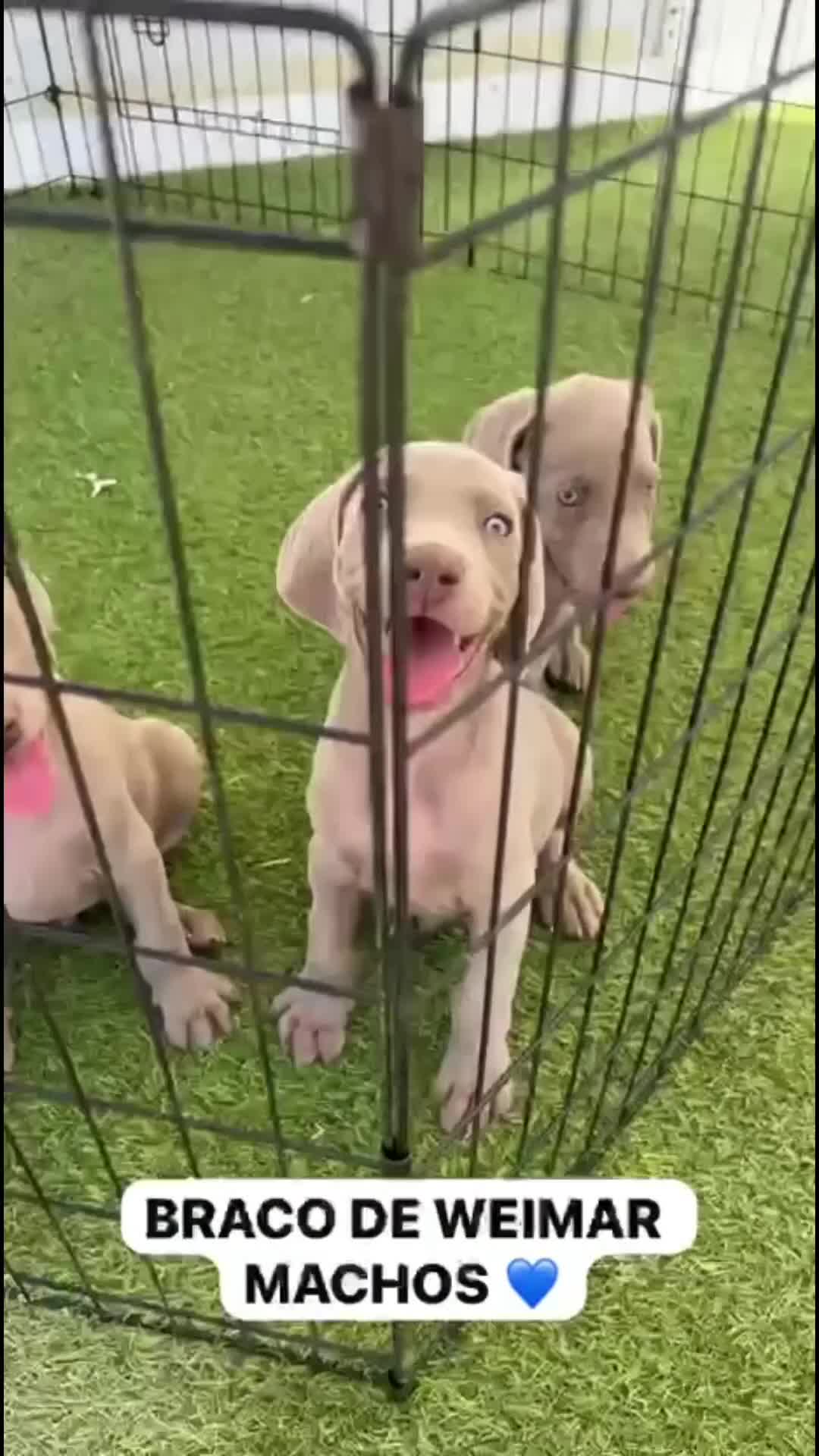 Weimaraner perros en venta: CACHORROS DE BRACO DE WEIMAR  - Video 1