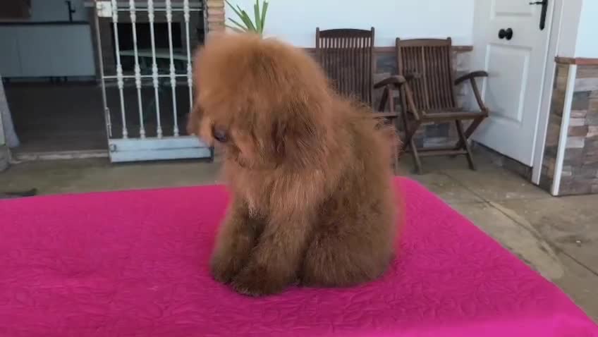 Caniche Enano perros en venta: Caniche enano - Video 2