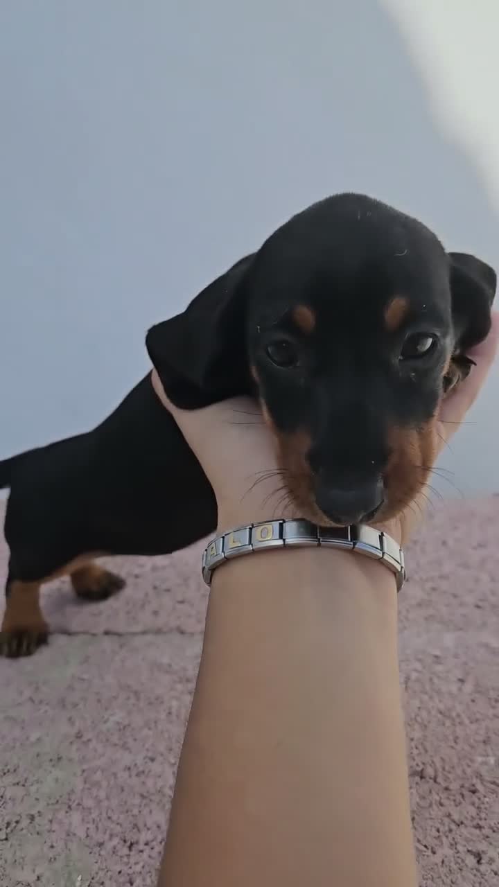 Teckel perros en venta: Teckel kanichen precio real - Video 1